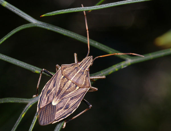 Gum Tree Shield Bug | Poecilometis ellipticus photo