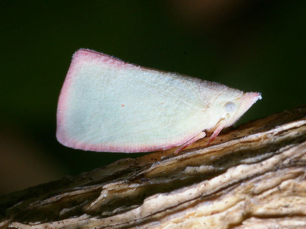 Planthopper | Colgaroides sp photo