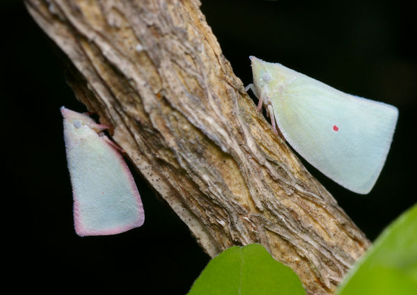 Planthopper | Colgaroides sp photo