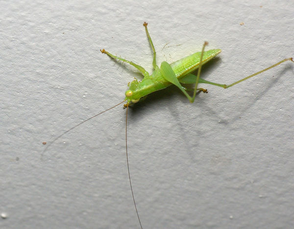 Diurnal Predatory Katydid | Austrophlugis malidupa photo