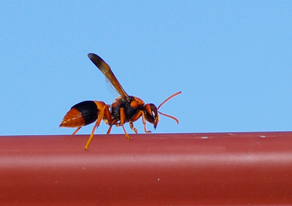 Potter Wasp | Abispa ephippium photo