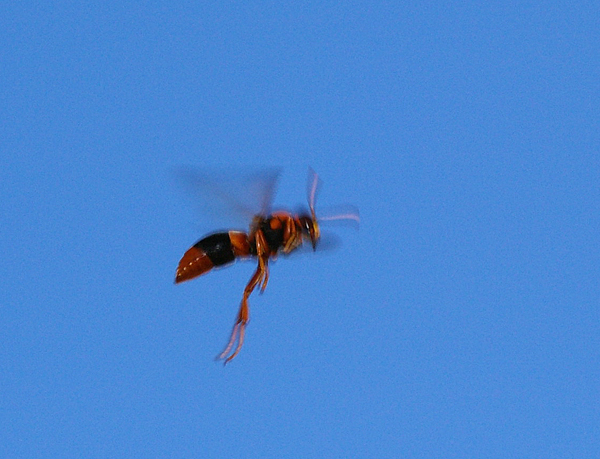 Potter Wasp | Abispa ephippium photo