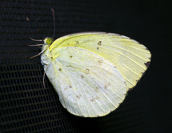 Large Grass-yellow | Eurema hecabe photo