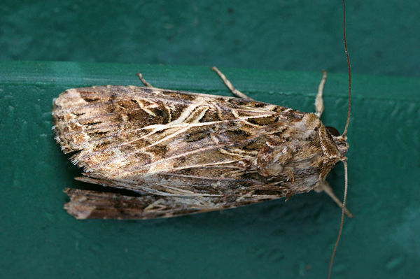 Armyworm | Spodoptera litura photo