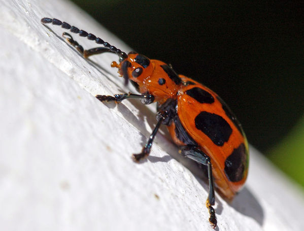 Leaf Beetle | Phyllocharis sp photo