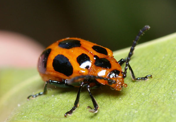 Leaf Beetle | Phyllocharis sp photo