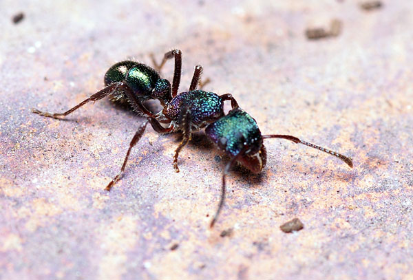 Green-head Ant | Rhytidoponera metallica photo