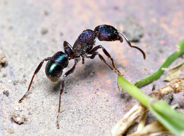 Green-head Ant | Rhytidoponera metallica photo