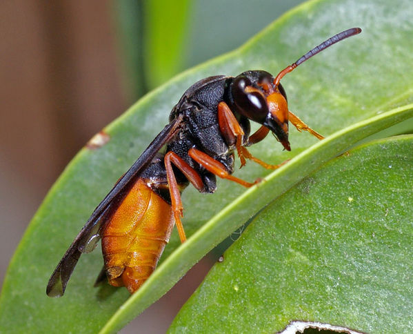 Potter Wasp | Paralastor sp photo