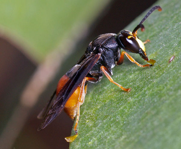 Potter Wasp | Paralastor sp photo