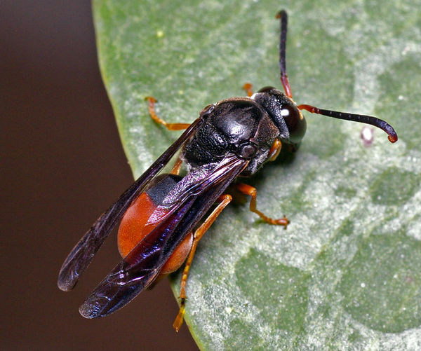 Potter Wasp | Paralastor sp photo