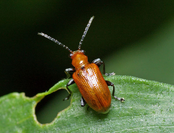 Lily Leaf Beetle | Lilioceris nigripes photo