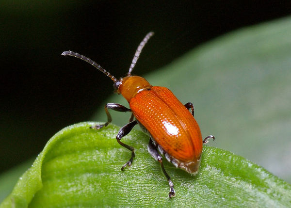 Lily Leaf Beetle | Lilioceris nigripes photo