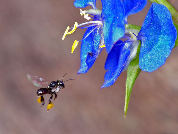 Sugar-bag Bee | Trigona sp photo