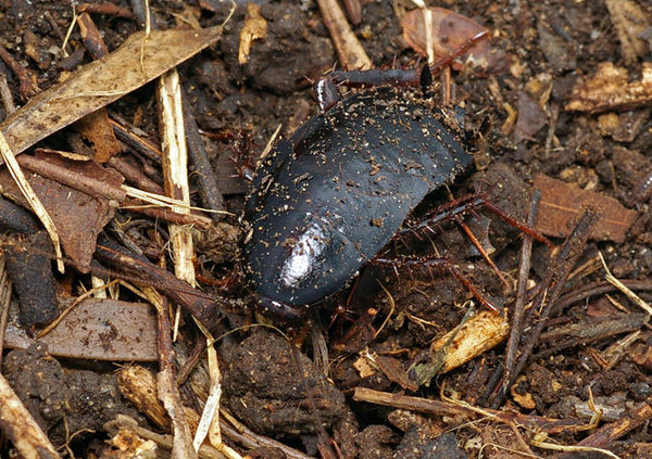 Black Cockroach | Platyzosteria sp photo