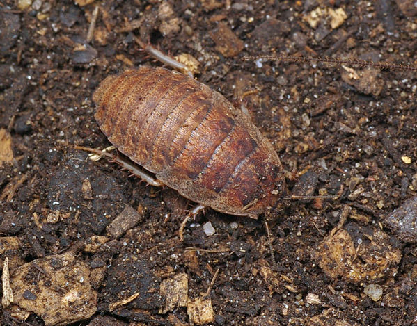 Trilobite Cockroach | Laxta sp photo