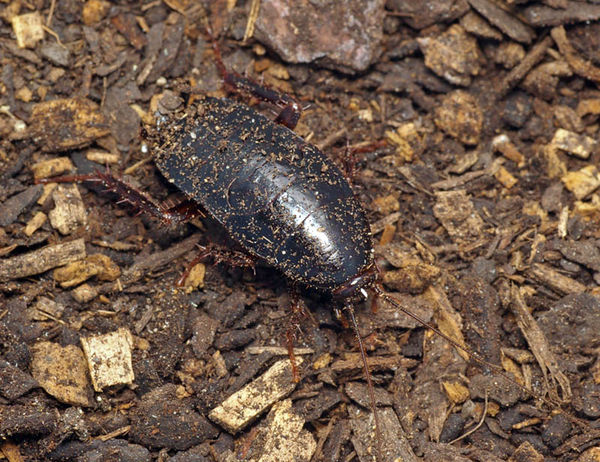 Black Cockroach | Platyzosteria sp photo