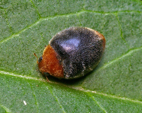 Mealybug Ladybird | Cryptolaemus montrouzieri photo