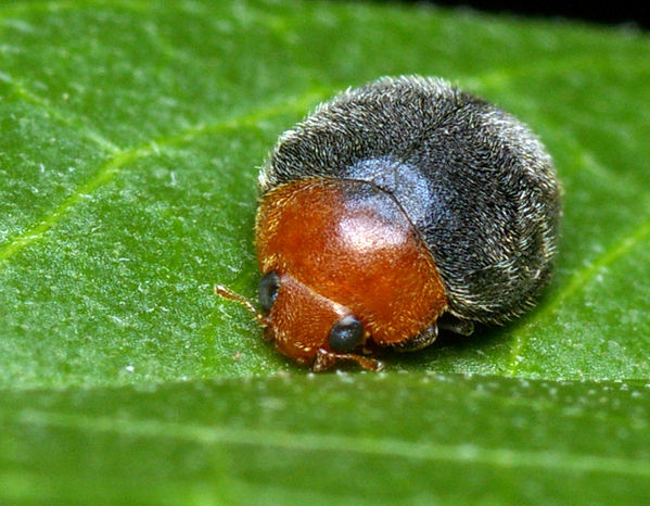 Mealybug Ladybird | Cryptolaemus montrouzieri photo