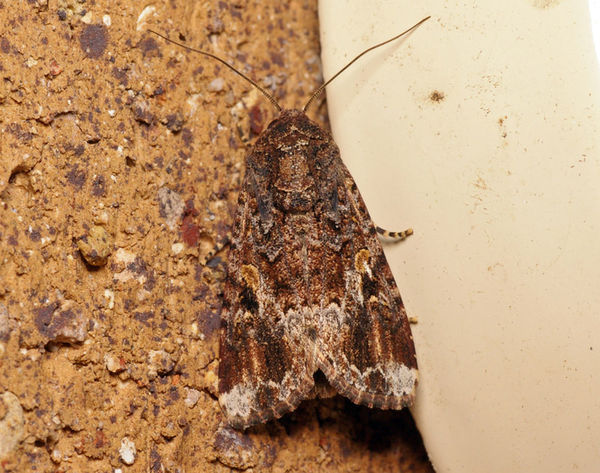 Armyworm | Spodoptera sp photo