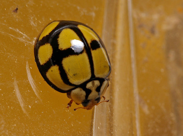 Tortoise-shelled Ladybird | Harmonia testudinaria photo