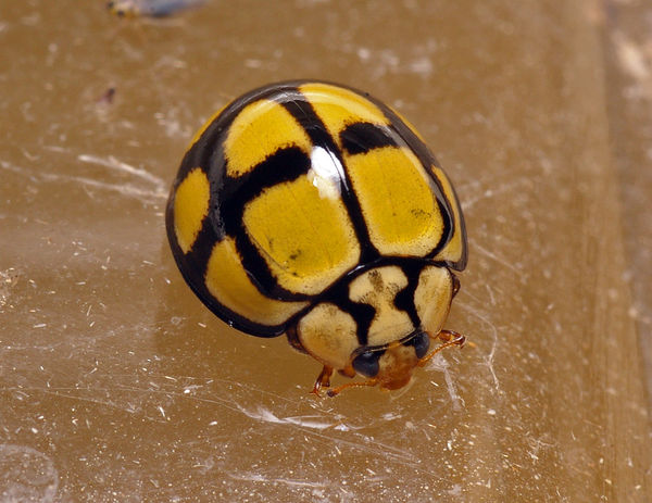 Tortoise-shelled Ladybird | Harmonia testudinaria photo