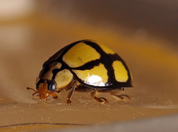 Tortoise-shelled Ladybird | Harmonia testudinaria photo
