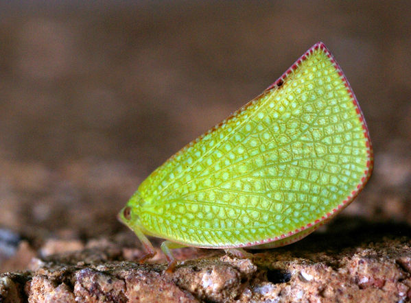 Common Green Planthopper | Siphanta hebes photo