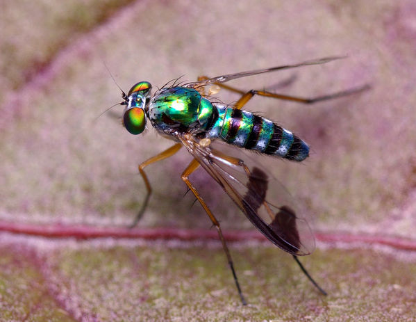 Long Legged Fly | Austrosciapus connexus photo