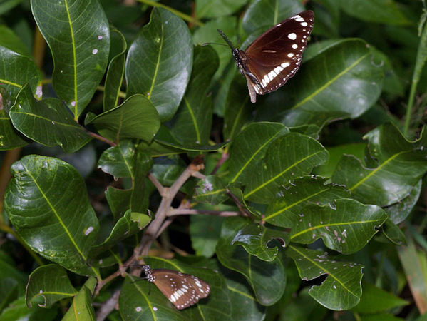 Common Crow Butterfly | Euploea core photo