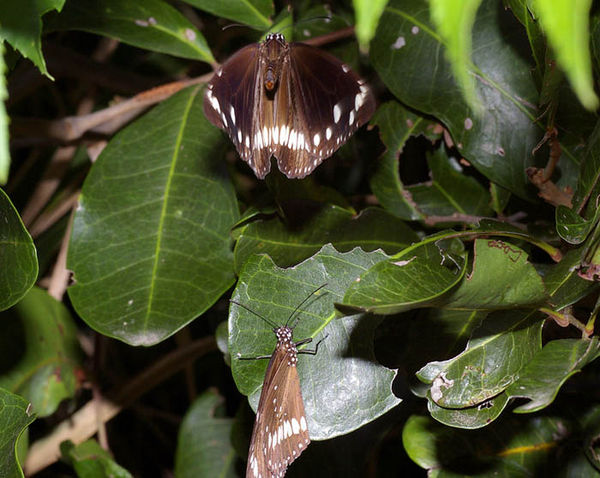 Common Crow Butterfly | Euploea core photo