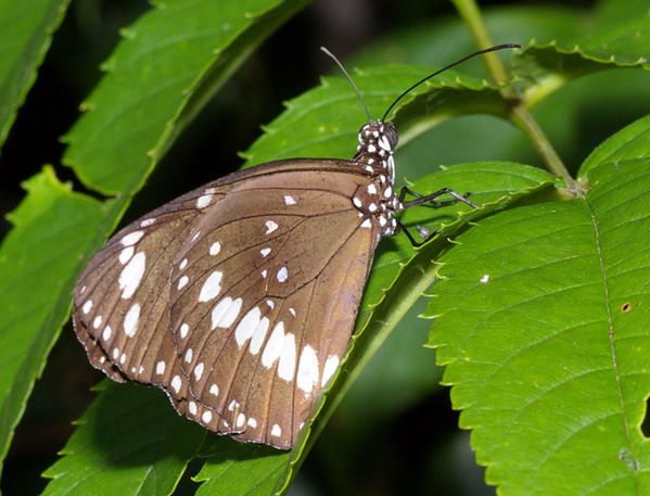 Common Crow Butterfly | Euploea core photo