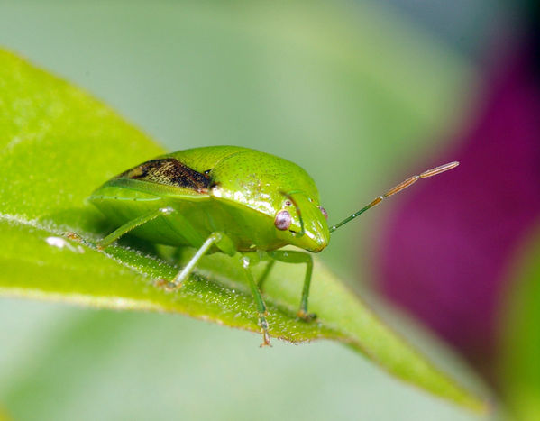 Green Stink Bug | Plautia affinis photo