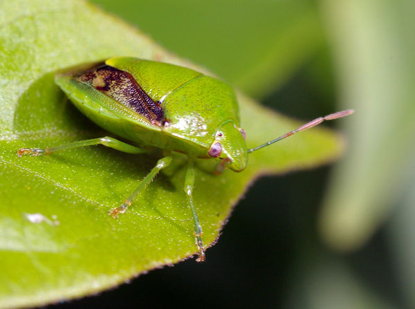 Green Stink Bug | Plautia affinis photo