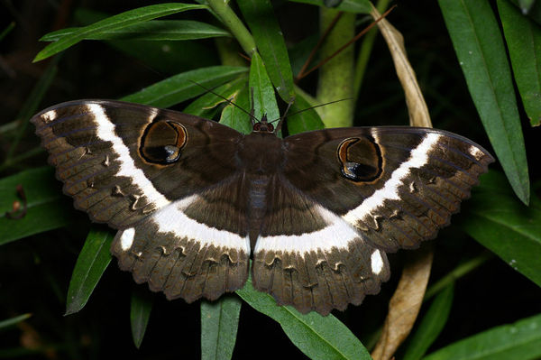 Erabus moth | Erebus terminitincta photo