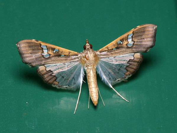 Bean Pod Borer | Maruca vitrata photo