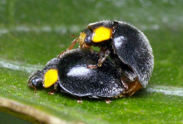 Yellow Shouldered Ladybird | Apolinus lividigaster photo