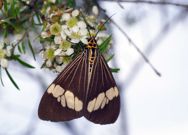 Magpie Moth | Nyctemera secundiana photo