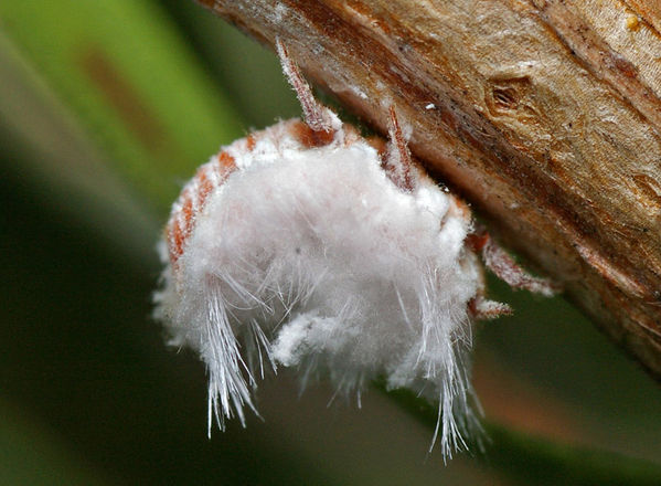 Mealybug | Monophlebulus sp photo