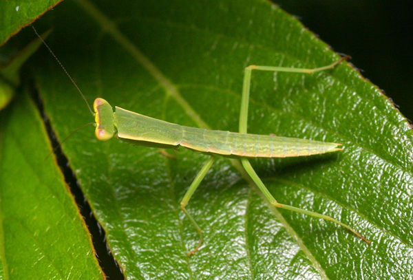 Garden Mantis | Orthodera ministralis photo