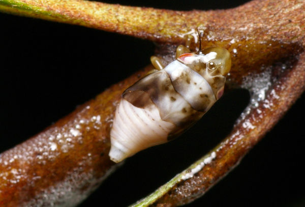 Spittlebug | Philagra parva photo