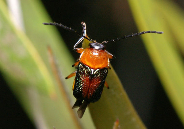 Leaf Beetle | Cryptocephalus sp photo