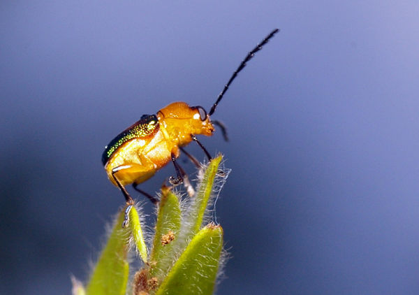 Leaf Beetle | Cryptocephalus sp photo