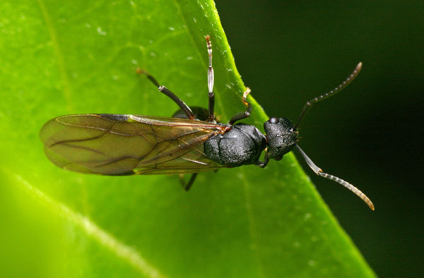 Spiny Ant | Polyrhachis sp2 photo