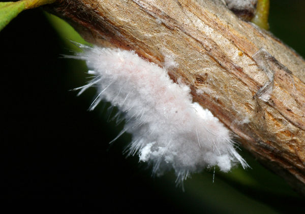 Mealybug | Monophlebulus sp photo