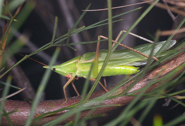 Lesson's Snout-nose | Pseudorhyncus Lessonii photo