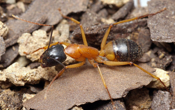 Banded Sugar Ant | Camponotus consobrinus photo