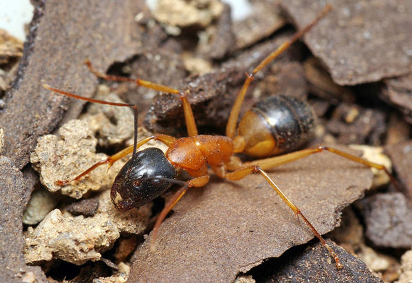 Banded Sugar Ant | Camponotus consobrinus photo