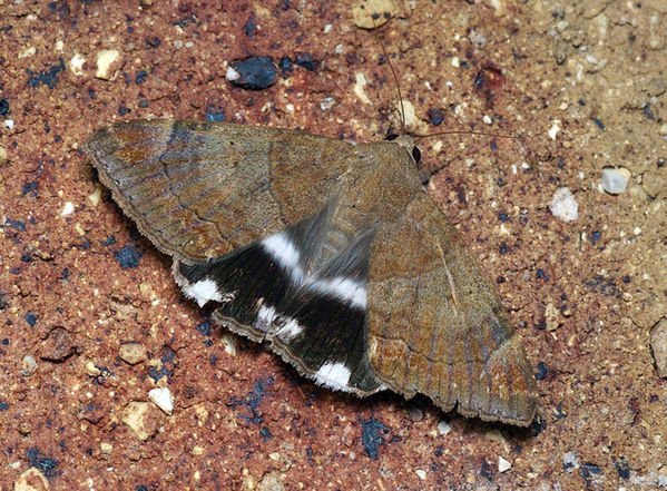 Castor Oil Semi-Looper moth | Achaea janata photo