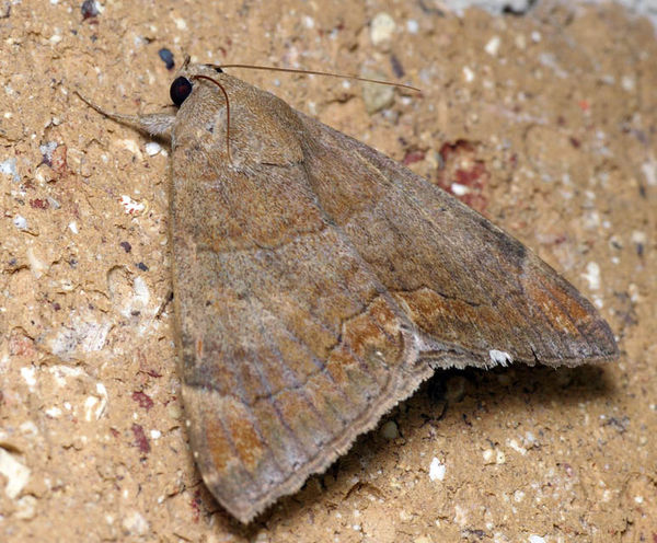 Castor Oil Semi-Looper moth | Achaea janata photo